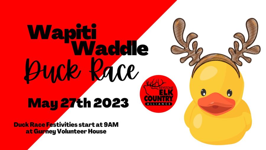 Wapitti Waddle-Duck Race- May 27, 2023 – Connect FM | Local News Radio - Vimarsana News