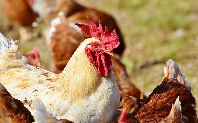 Bird Flu Found in Pa