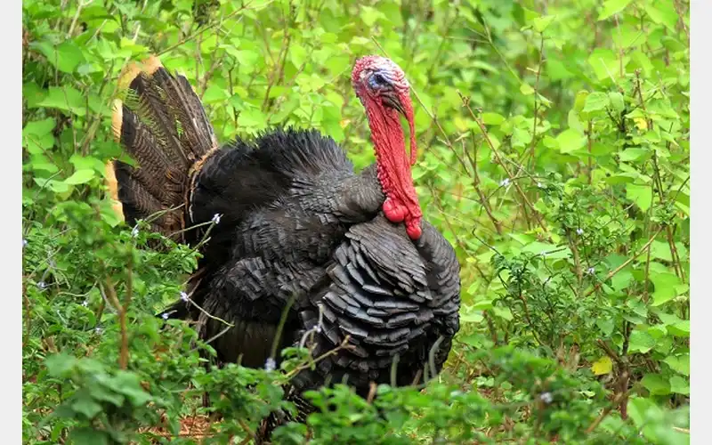 Spring Gobbler Season Kicks off this Weekend