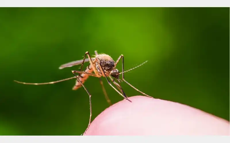 West Nile Virus-Infected Mosquito Found in DuBois