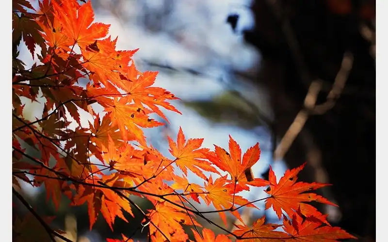 Foliage Approaching Peak Season 