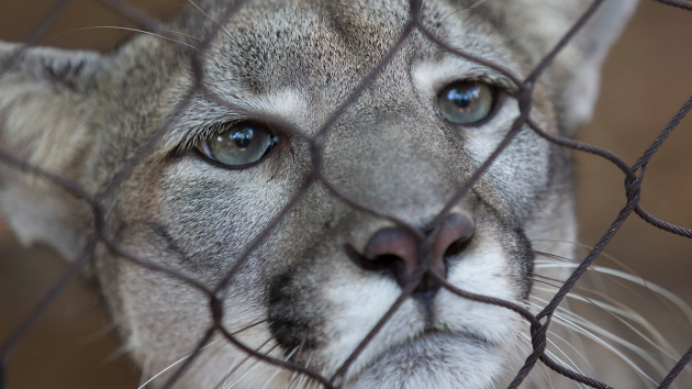 Trump administration moves to narrow the scope of the Endangered Species Act: What that means