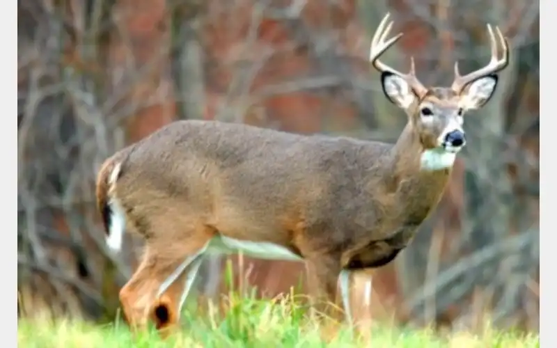 Hunters Asked to Share Game Meat