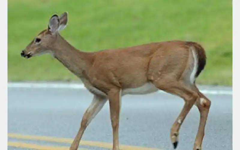 Deer Crossing Warning