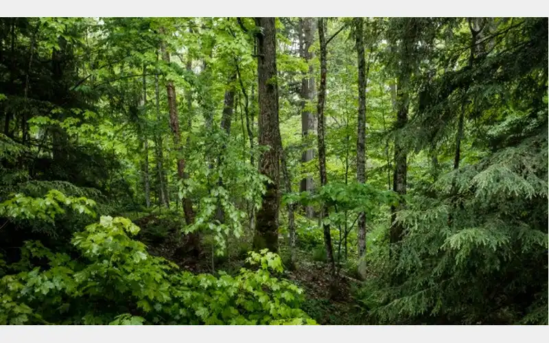 Tree Cutting Set for DuBois